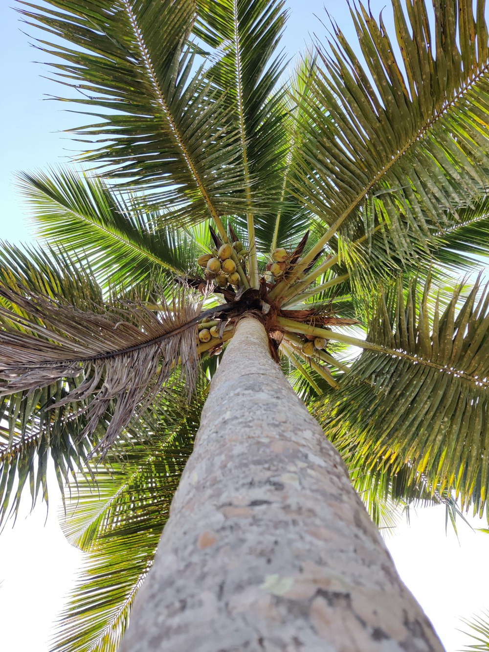 low angle photography of palm tree during daytime
