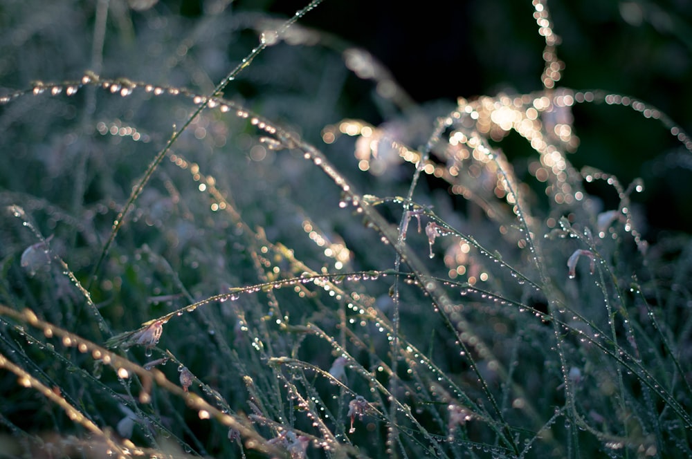 white dandelion in close up photography