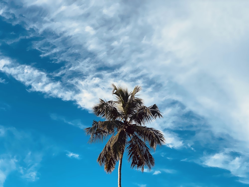 green palm tree under blue sky and white clouds during daytime