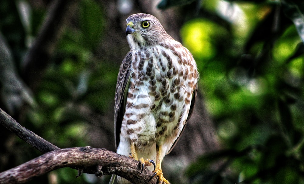 brown and white owl perched on tree branch during daytime