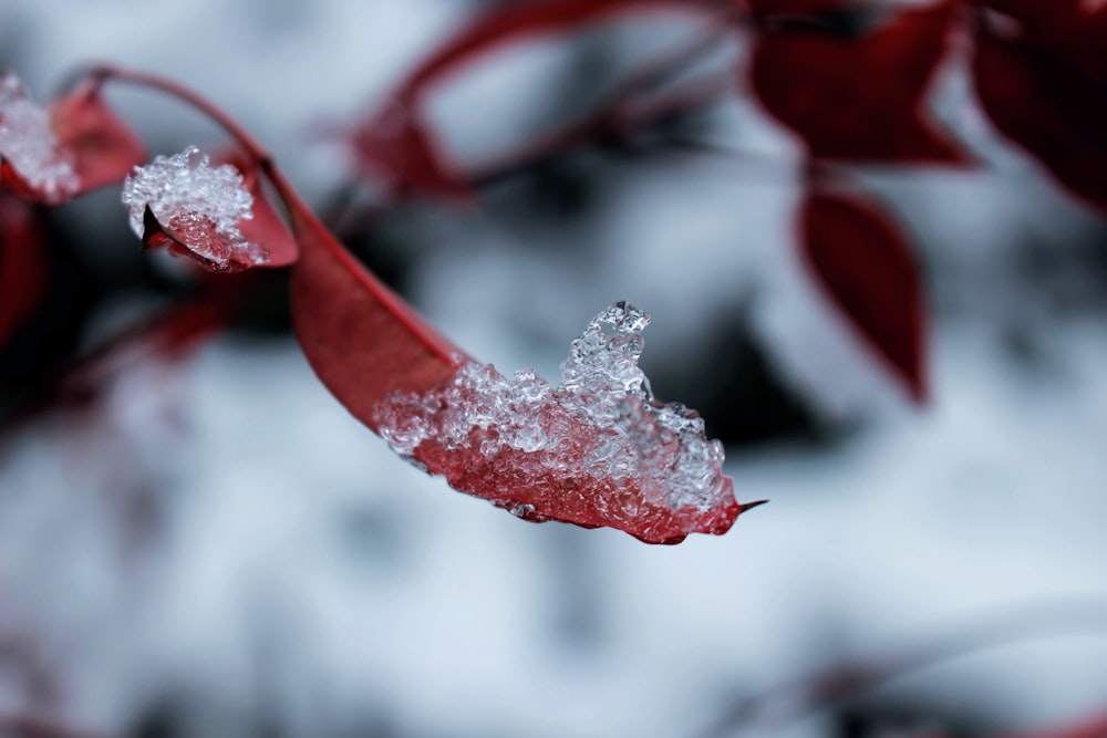 red flower with water droplets