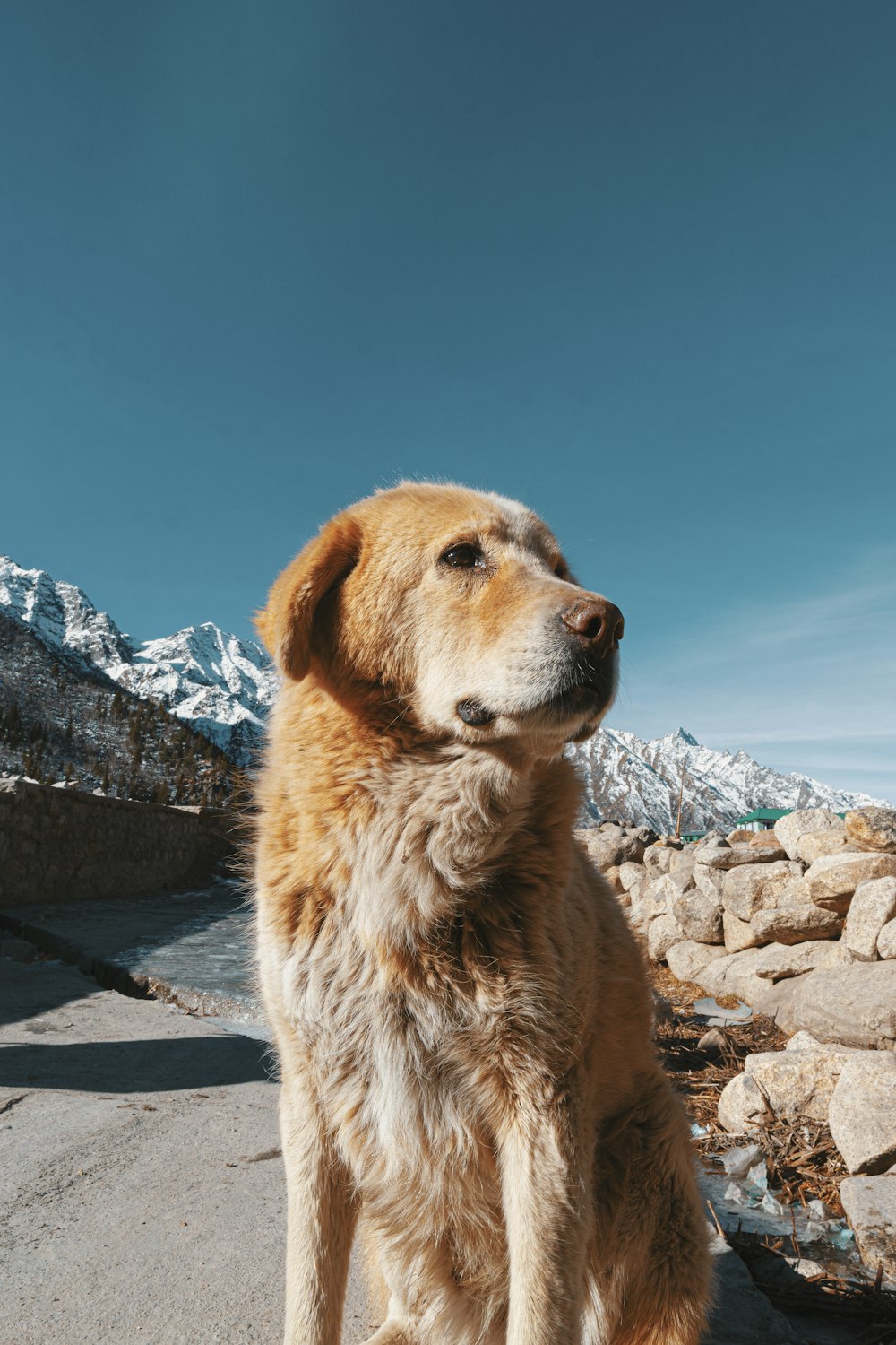 brauner, kurzhaariger Hund sitzt tagsüber auf grauem Betonpflaster