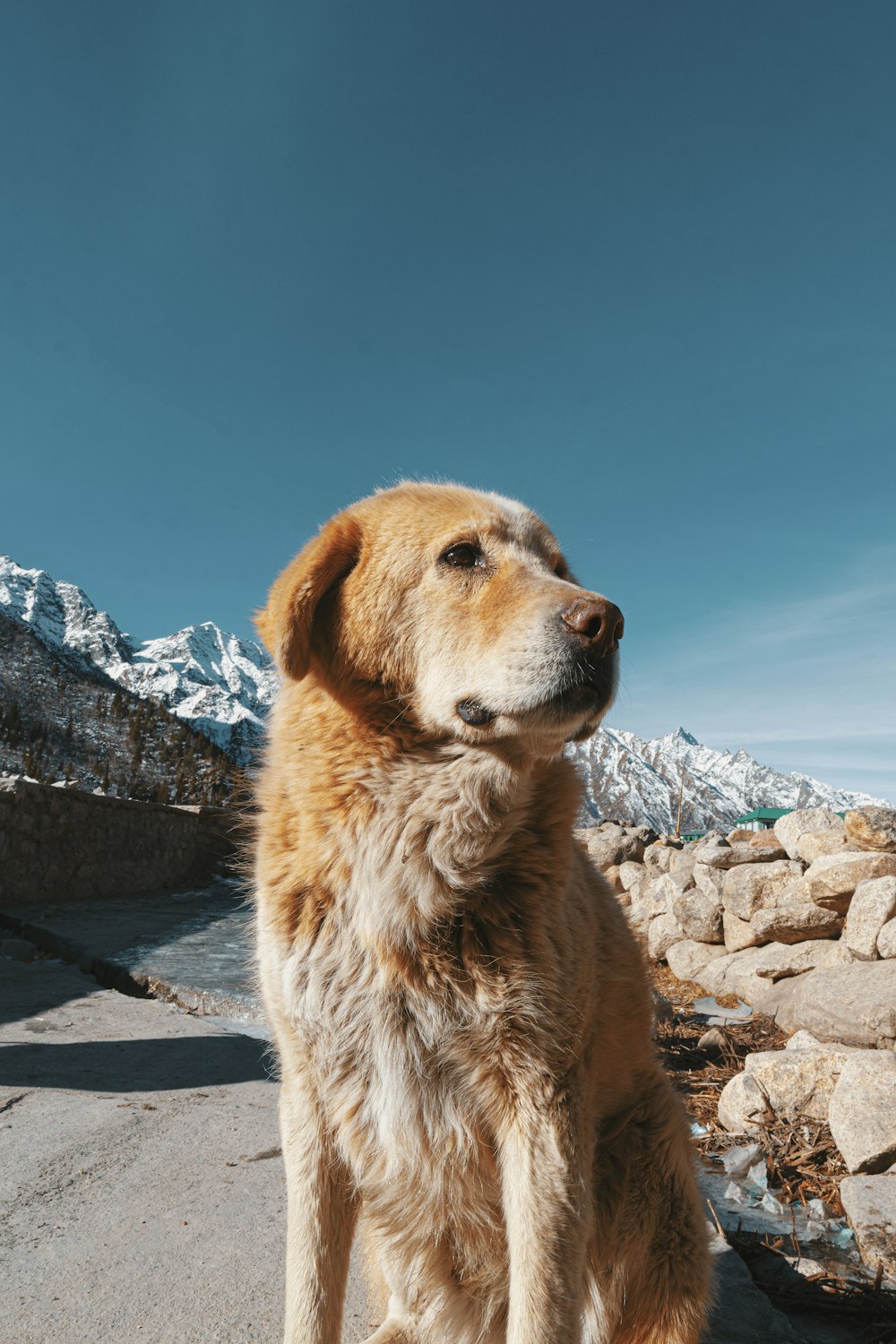 brown short coated dog sitting on gray concrete pavement during daytime