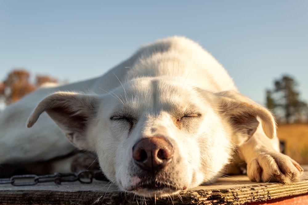 white short coated dog on brown wooden table during daytime