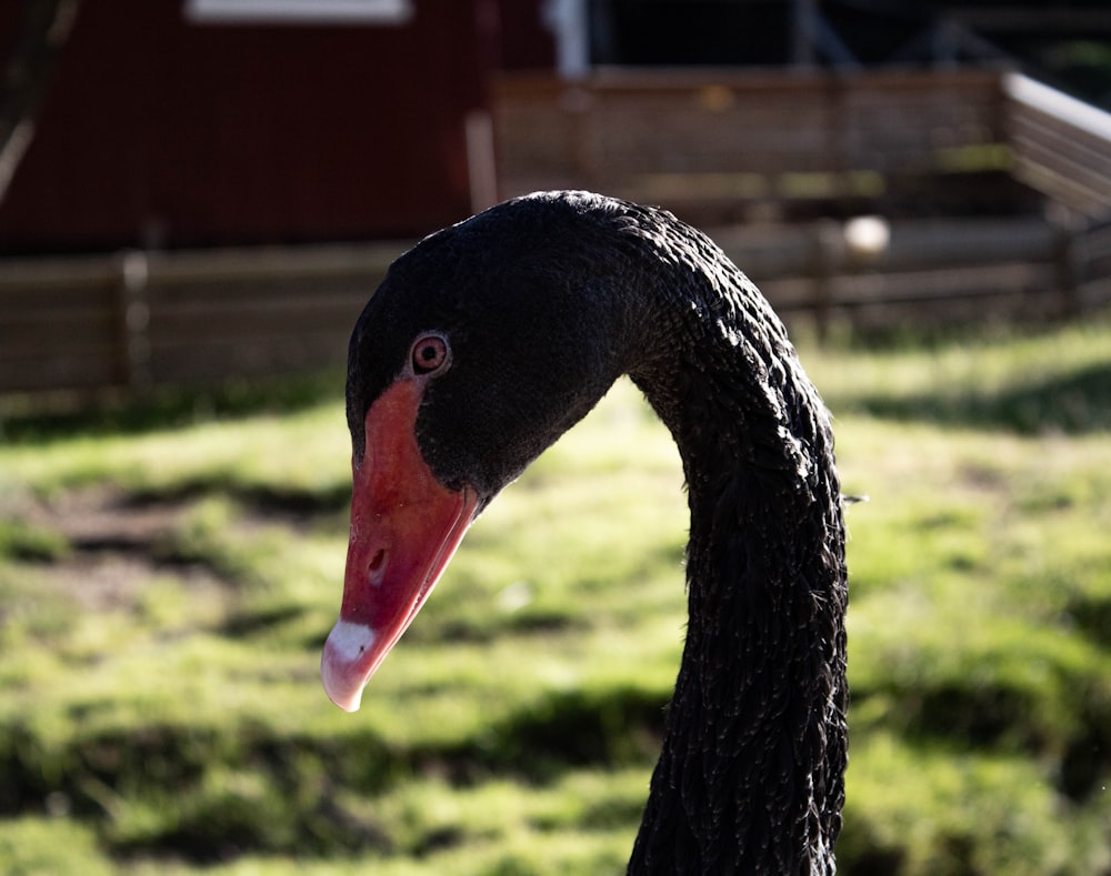 black swan in close up photography