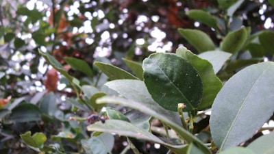 A vibrant close-up of nature’s details, showcasing textures and colors with crisp precision.