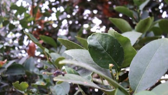 A vibrant close-up of nature’s details, showcasing textures and colors with crisp precision.