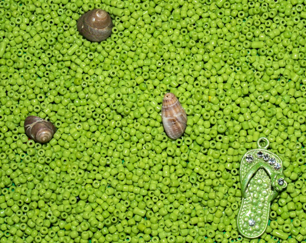 brown and black shell on green grass