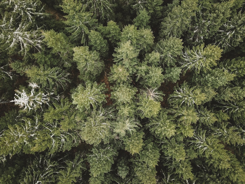 green and red plant during daytime