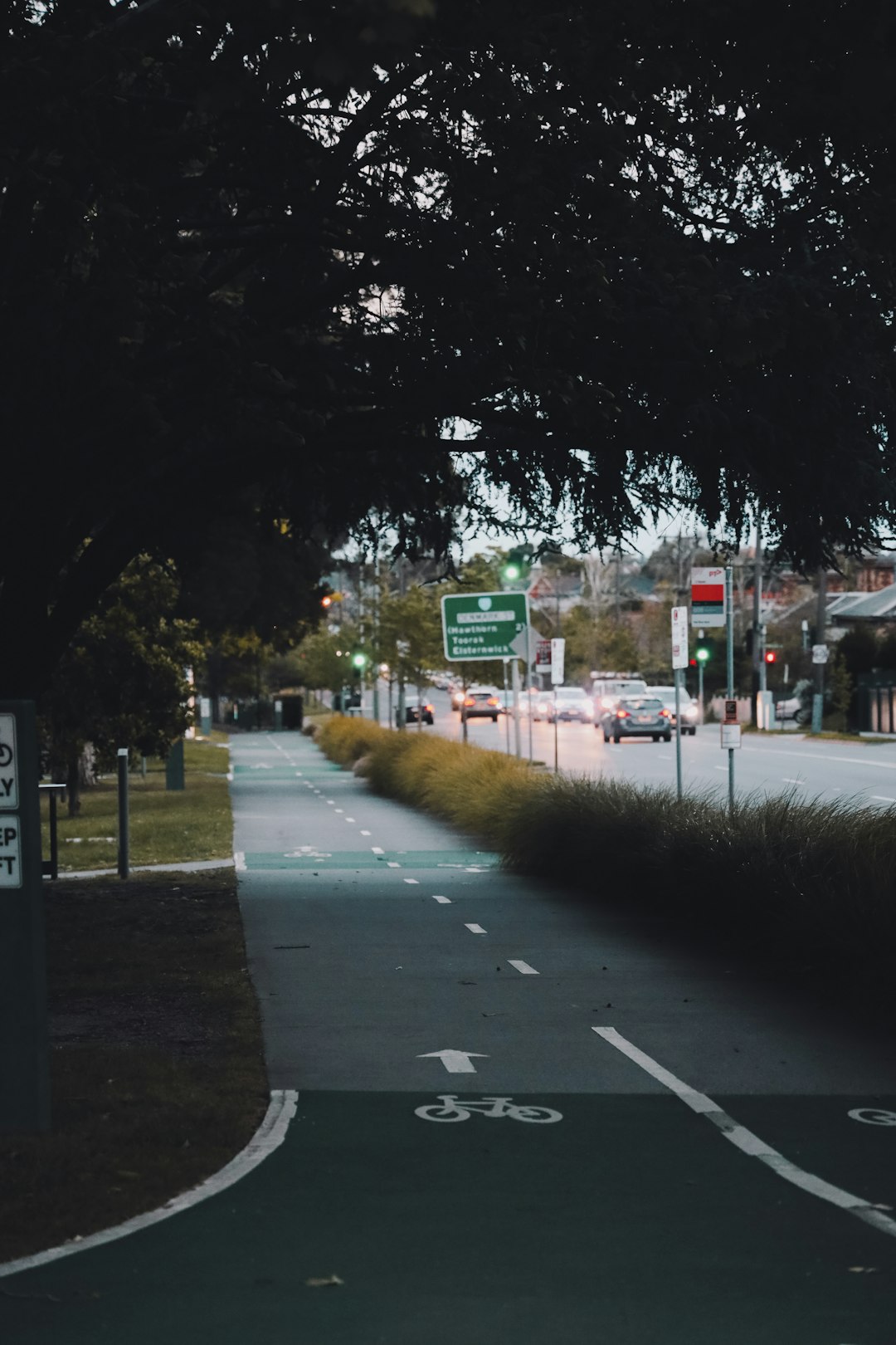 green trees beside gray concrete road during daytime