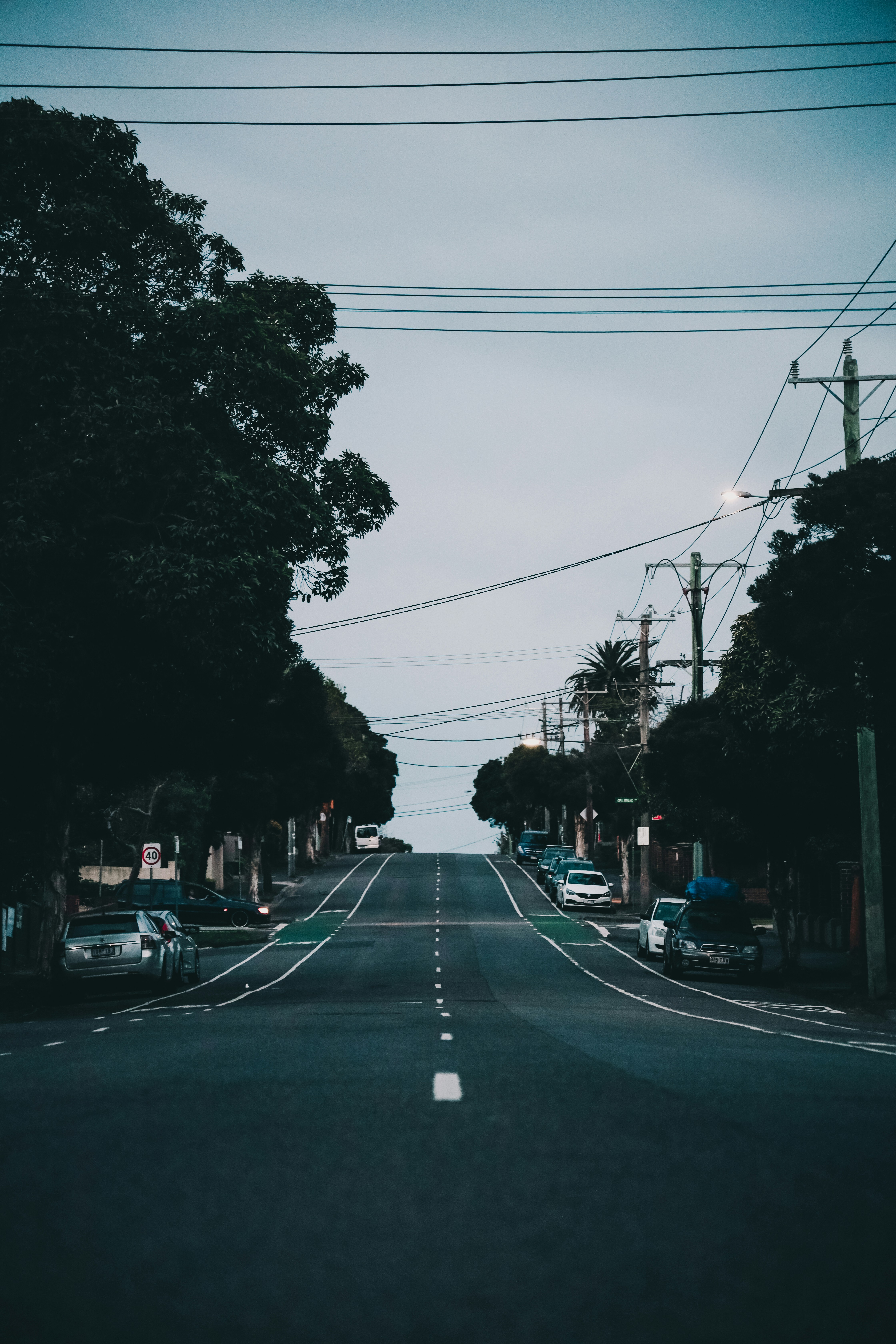 cars on road between trees during daytime