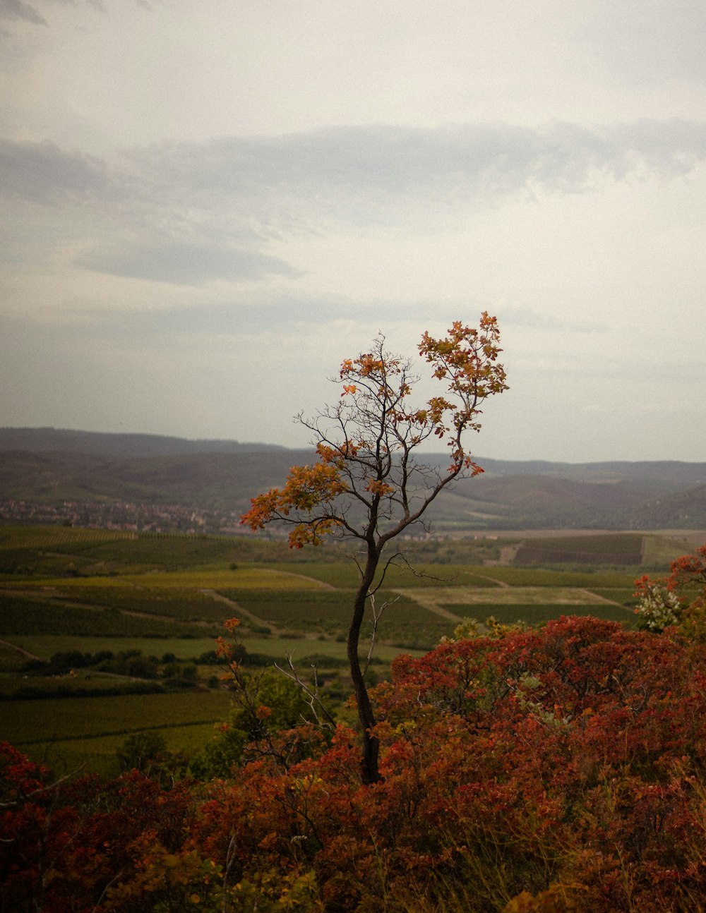 alberi marroni e verdi sotto nuvole bianche durante il giorno