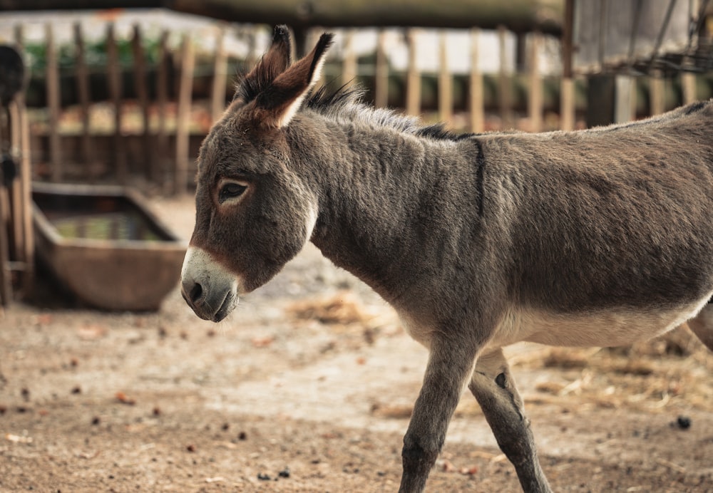 gray and white animal on brown soil during daytime