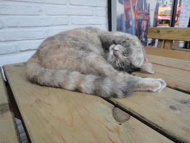 A playful cat curled up next to a delicious burger on a rustic table.