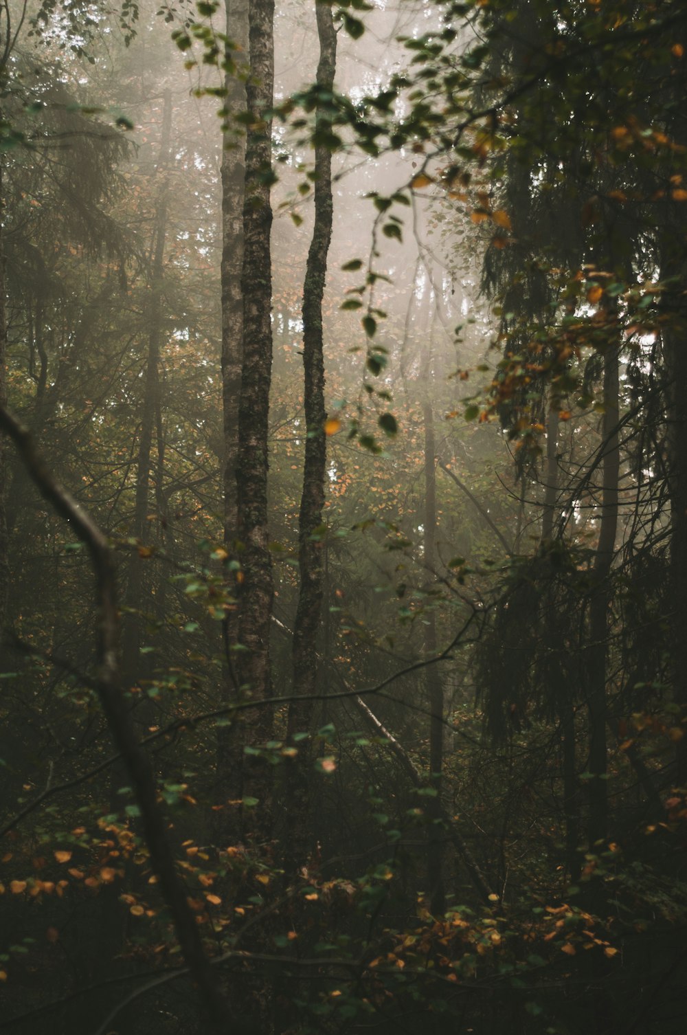 green and brown trees during daytime