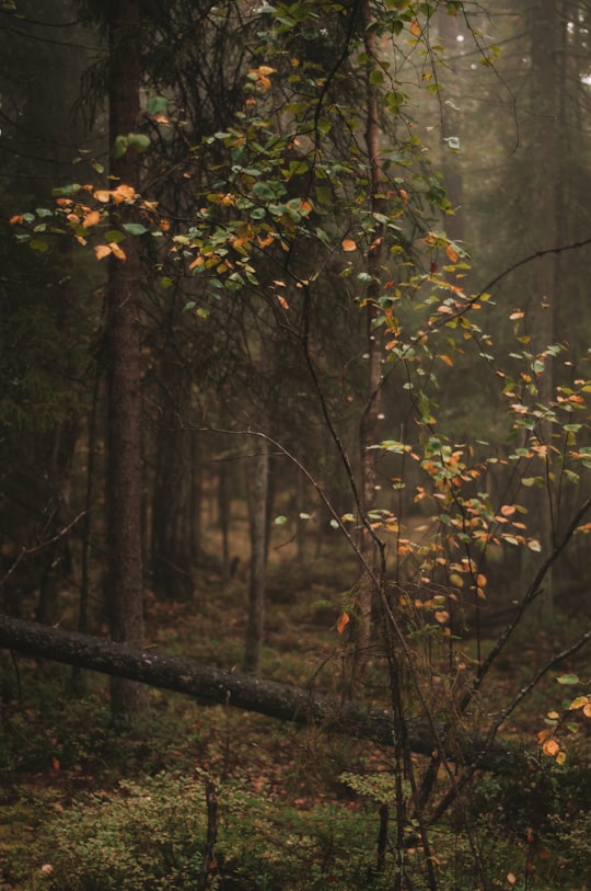 green and yellow leaves on brown tree branch in Tyresö Sweden