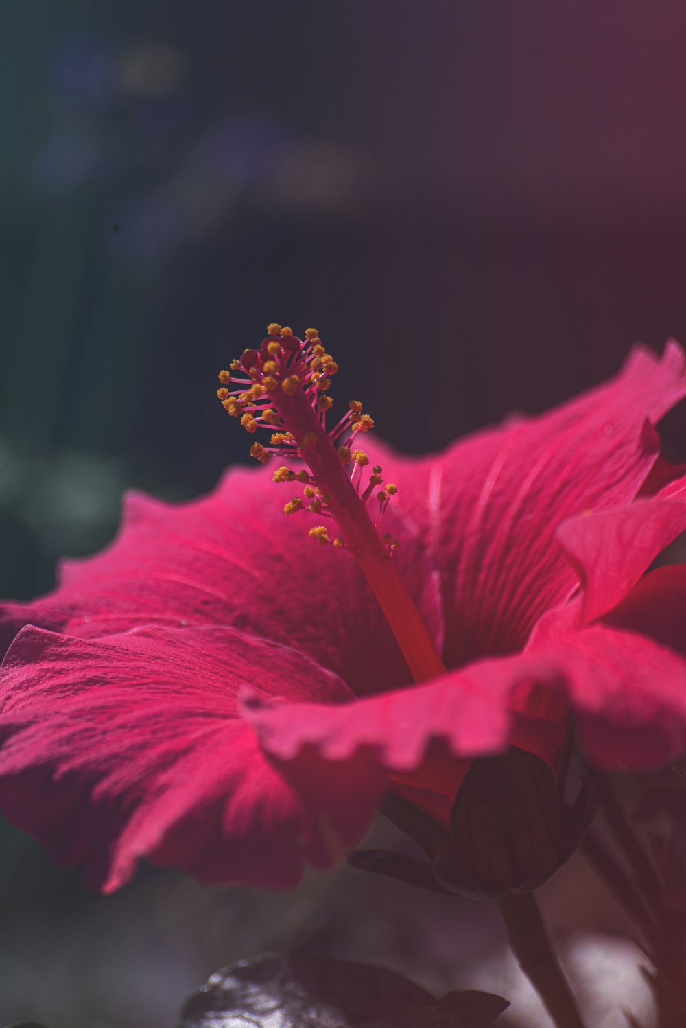 red hibiscus in bloom during daytime