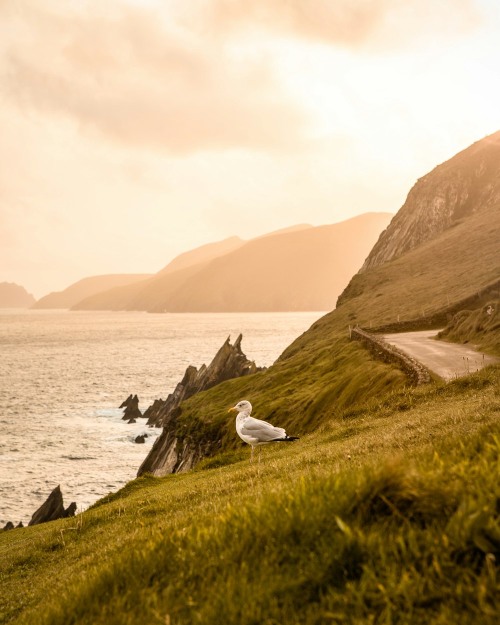 white bird on green grass near body of water during daytime