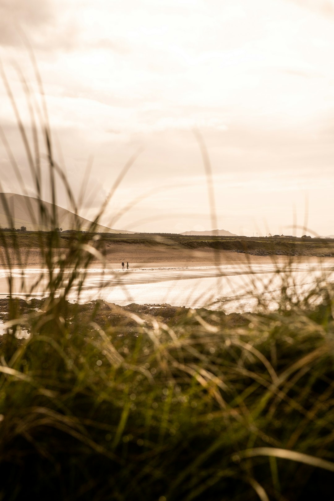 green grass near body of water during daytime