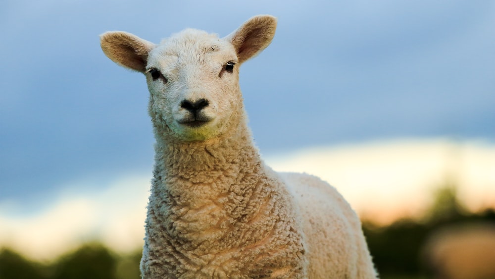 white sheep under blue sky during daytime