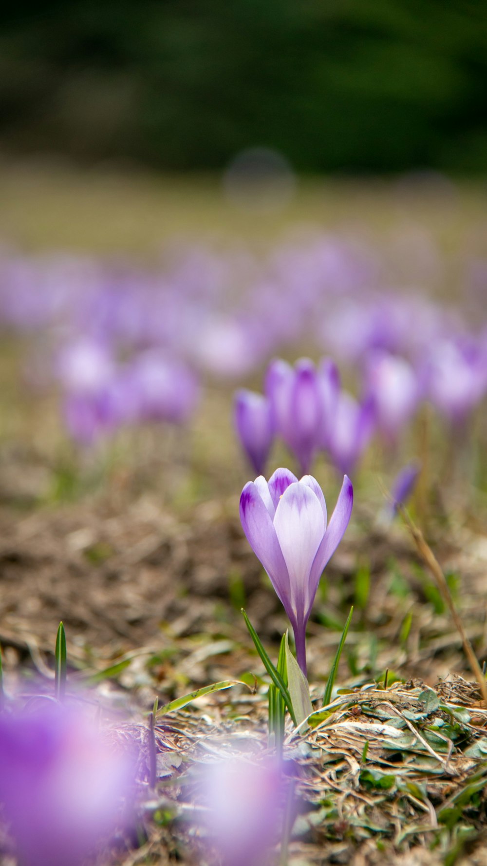 purple crocus flowers in bloom during daytime