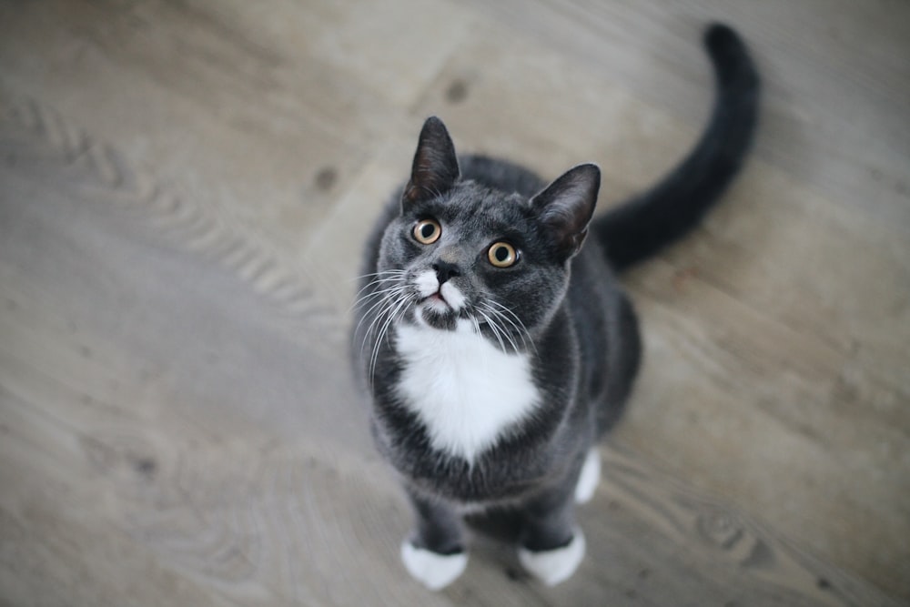 tuxedo cat on brown floor