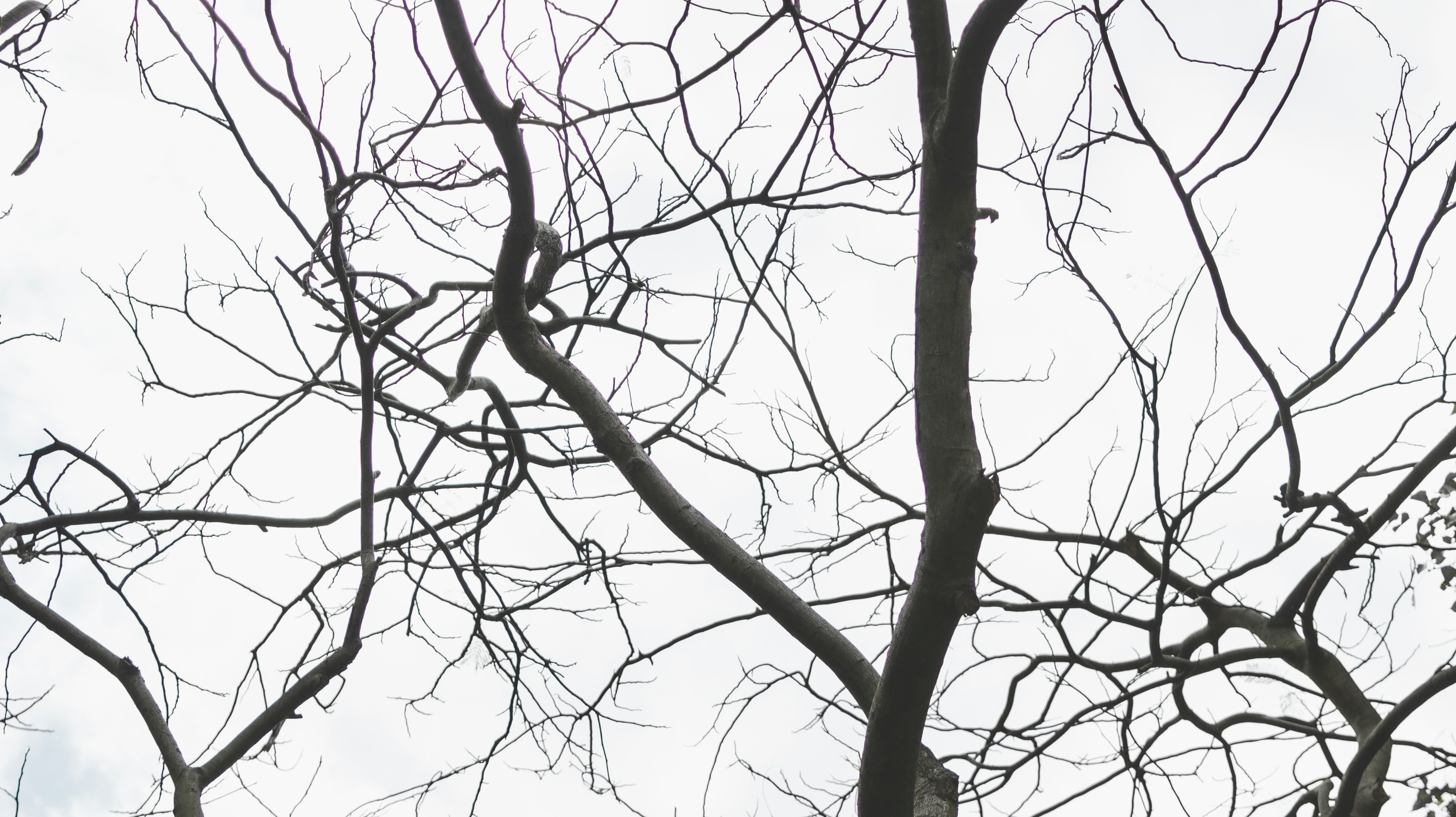 Photo by thomaskinto