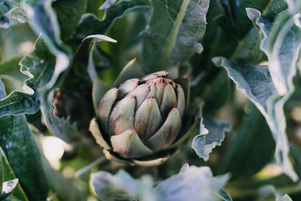 green and purple flower bud