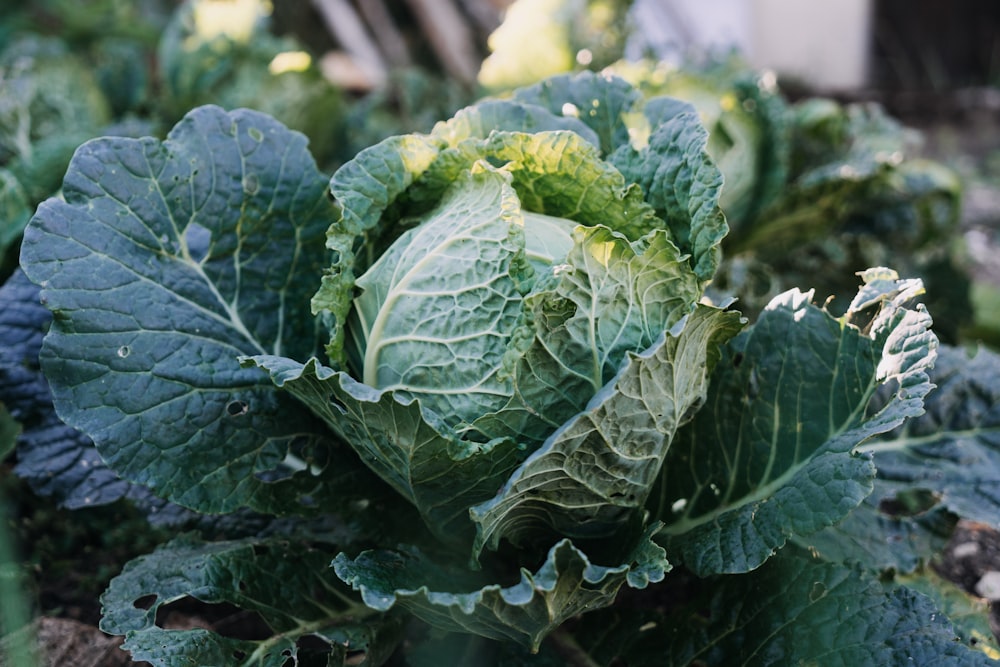 green leaf vegetable in close up photography