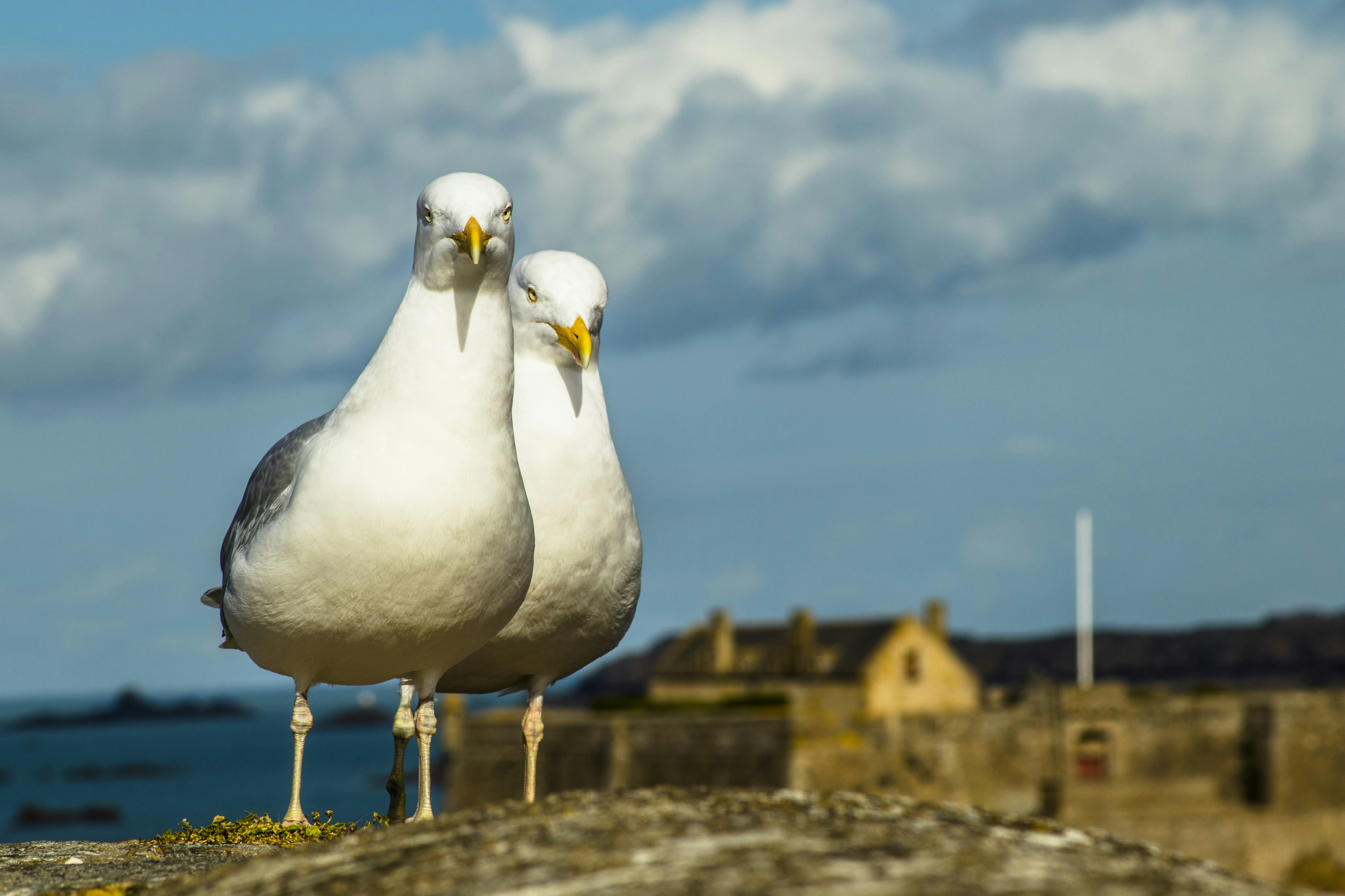 white and gray bird on brown concrete surface during daytime, Mouettes - Saint-Malo France 🇫🇷 .