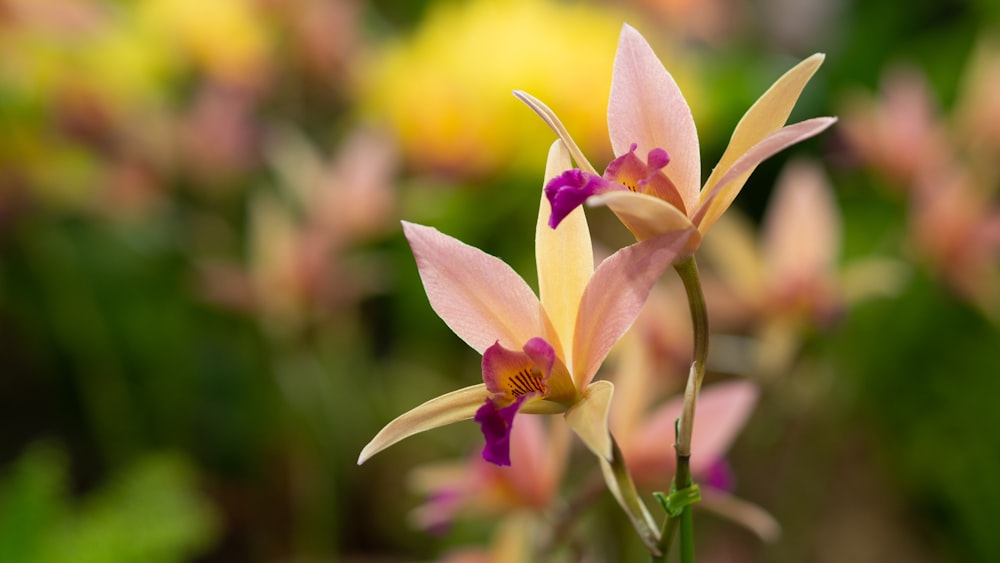 pink and yellow flower in tilt shift lens