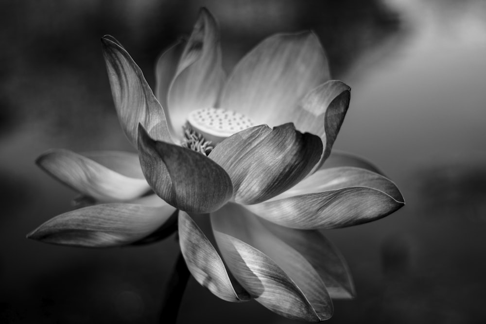 grayscale photo of flower in bloom