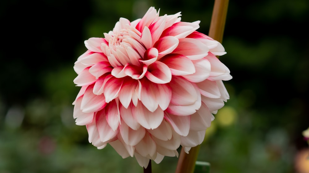 pink flower in macro shot