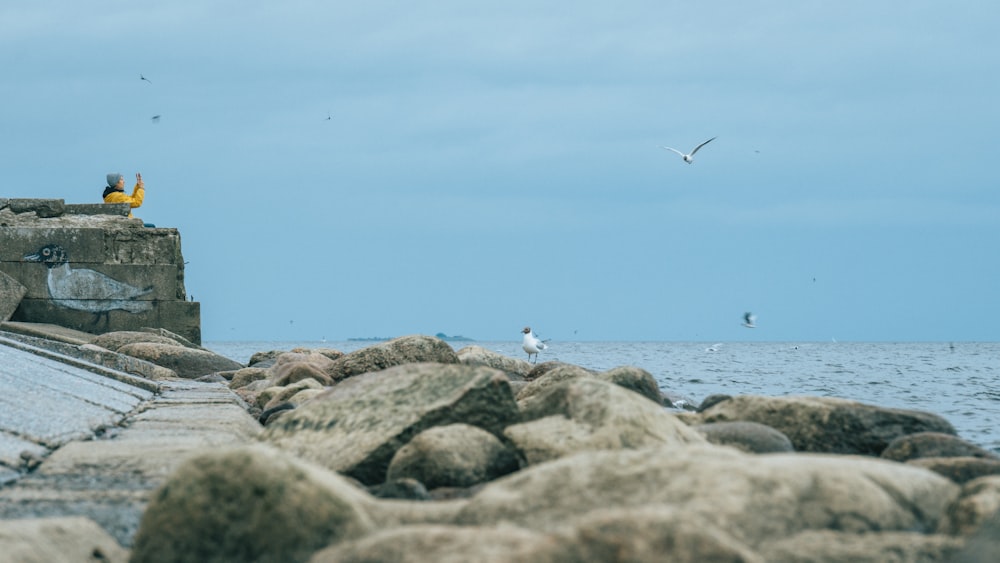 birds flying over the sea during daytime