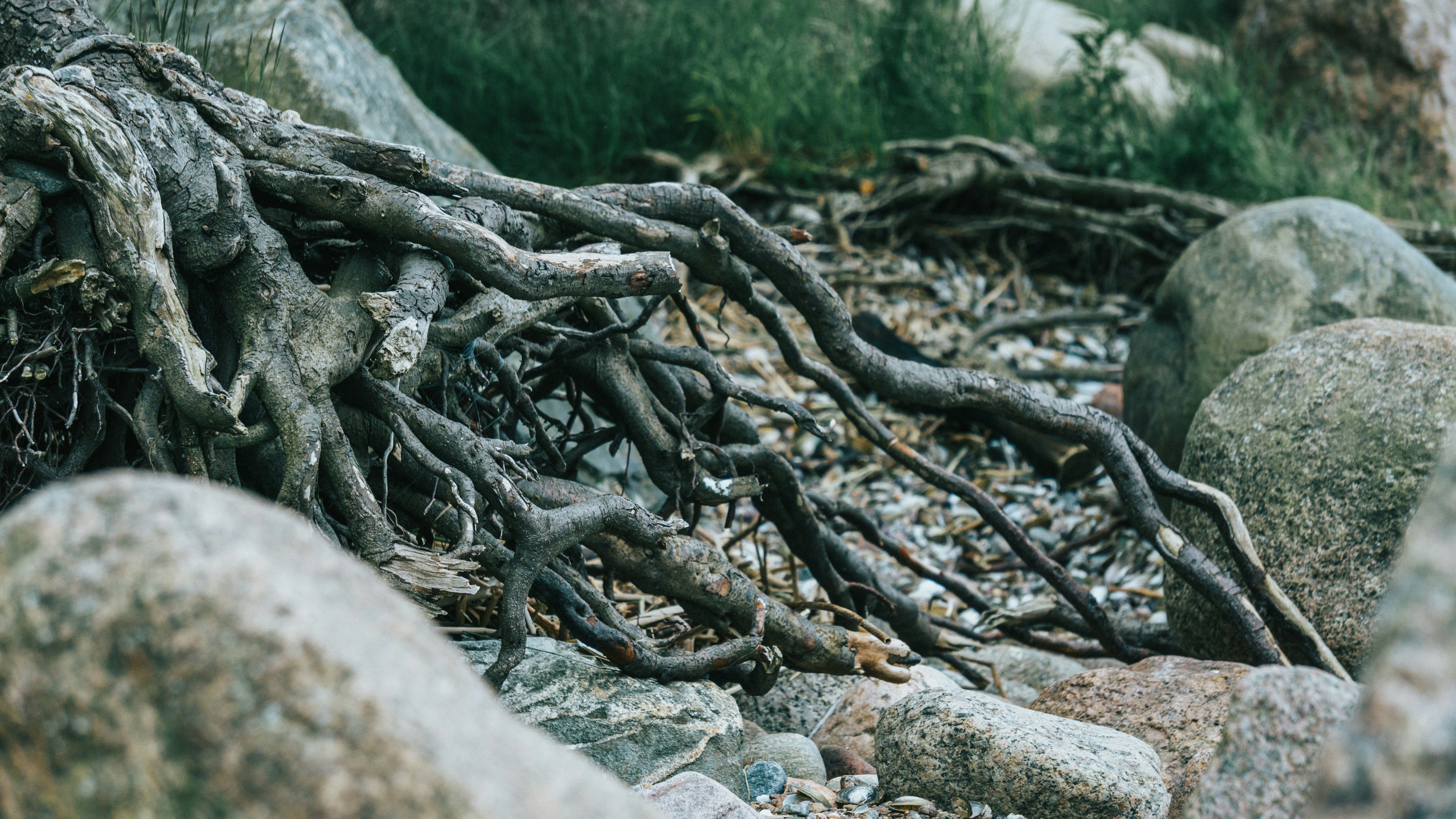 Series Zero: Root Work