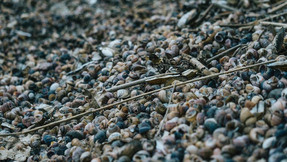 brown dried leaf on gray and white pebbles