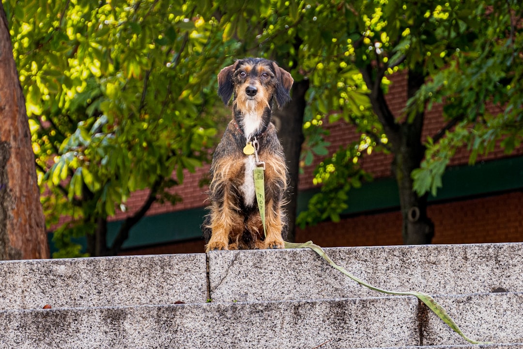 brown and black long coated small dog on gray concrete pavement during daytime