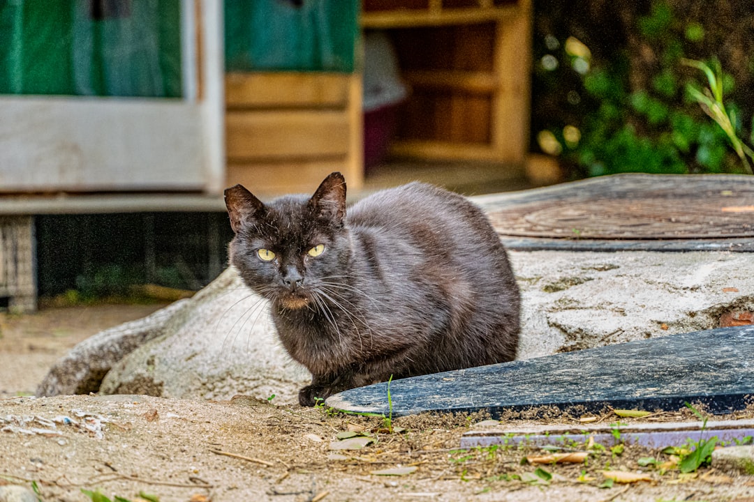 black cat on brown wooden table