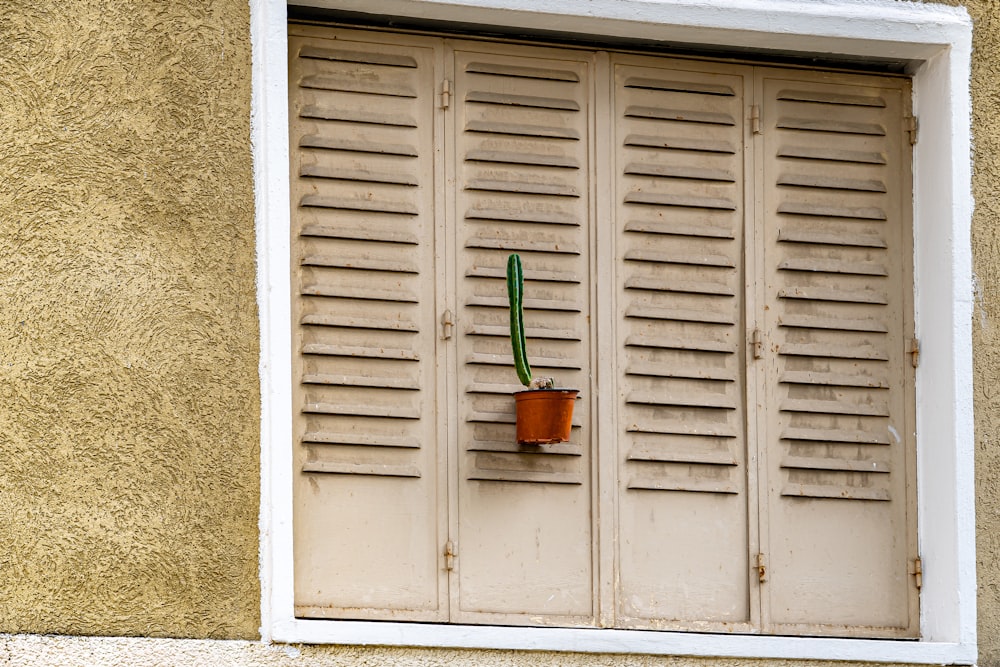 green potted plant on window