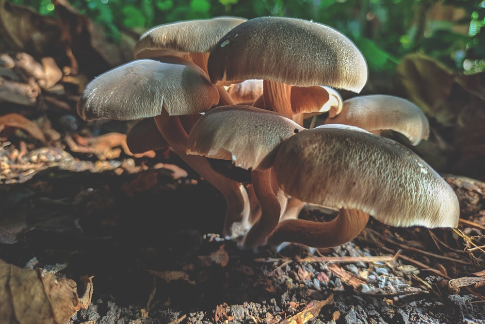 brown mushrooms on brown soil
