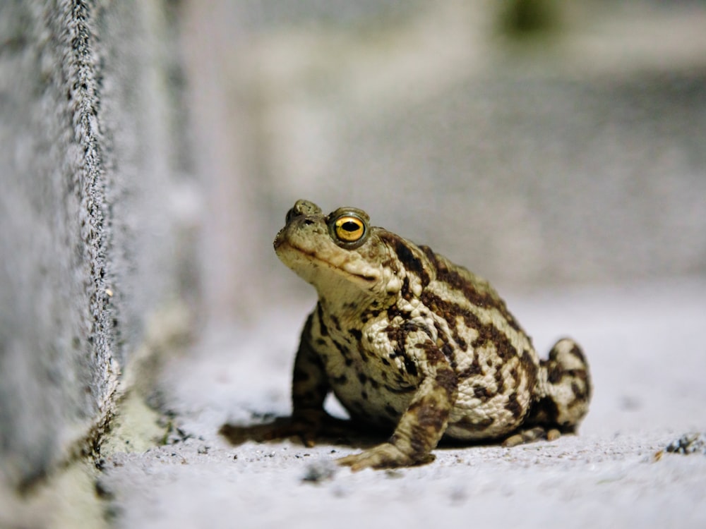 brown and black frog on white surface