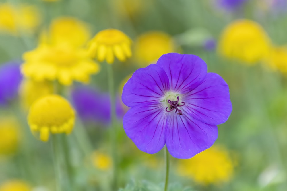 purple flower in tilt shift lens