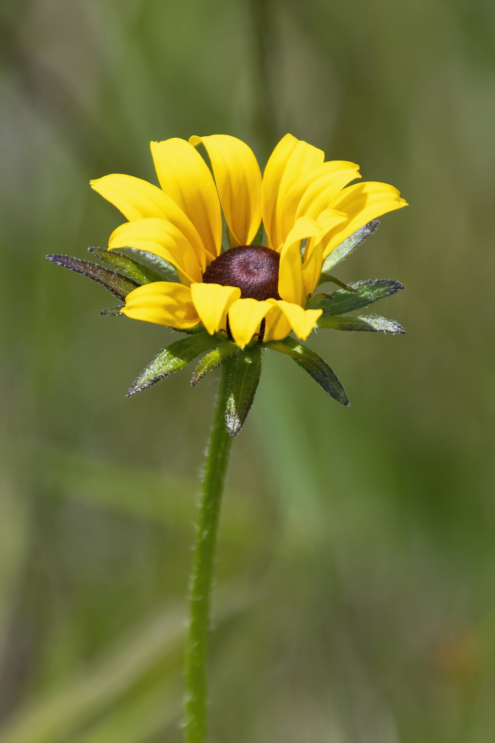 yellow sunflower in bloom during daytime