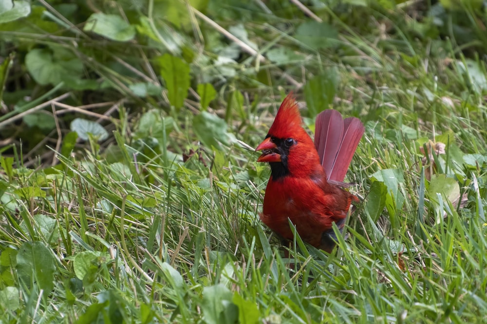 red cardinal bird on green grass during daytime