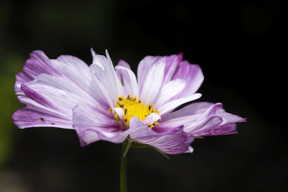 purple and white flower in tilt shift lens