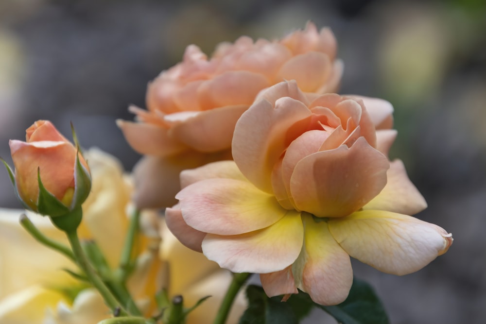 pink rose in bloom during daytime