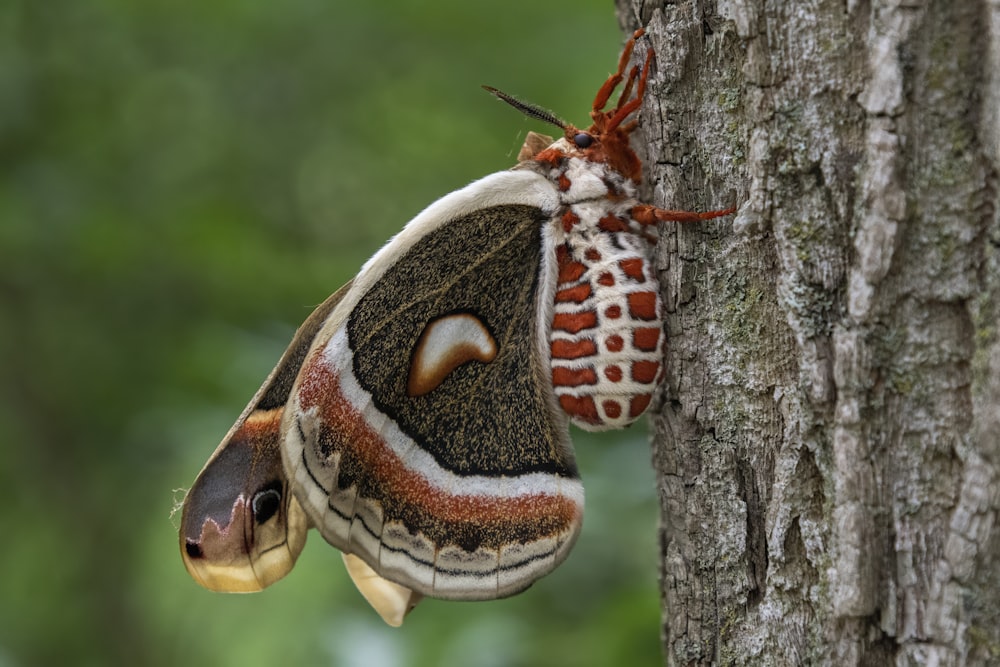 papillon brun et blanc sur tronc d’arbre brun