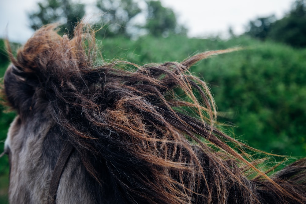 a close up of a horse's hair with trees in the background