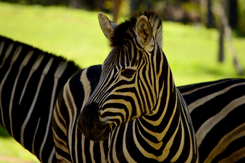 zebra standing on green grass field during daytime