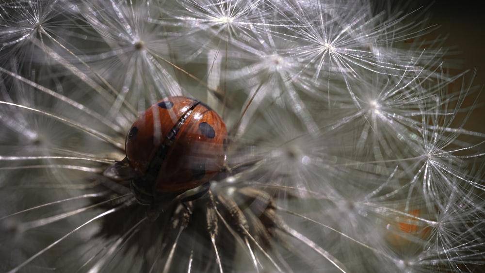 red and black ladybug on white dandelion